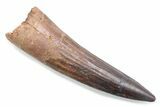 Fossil Spinosaurus Tooth - Real Dinosaur Tooth #370536-1